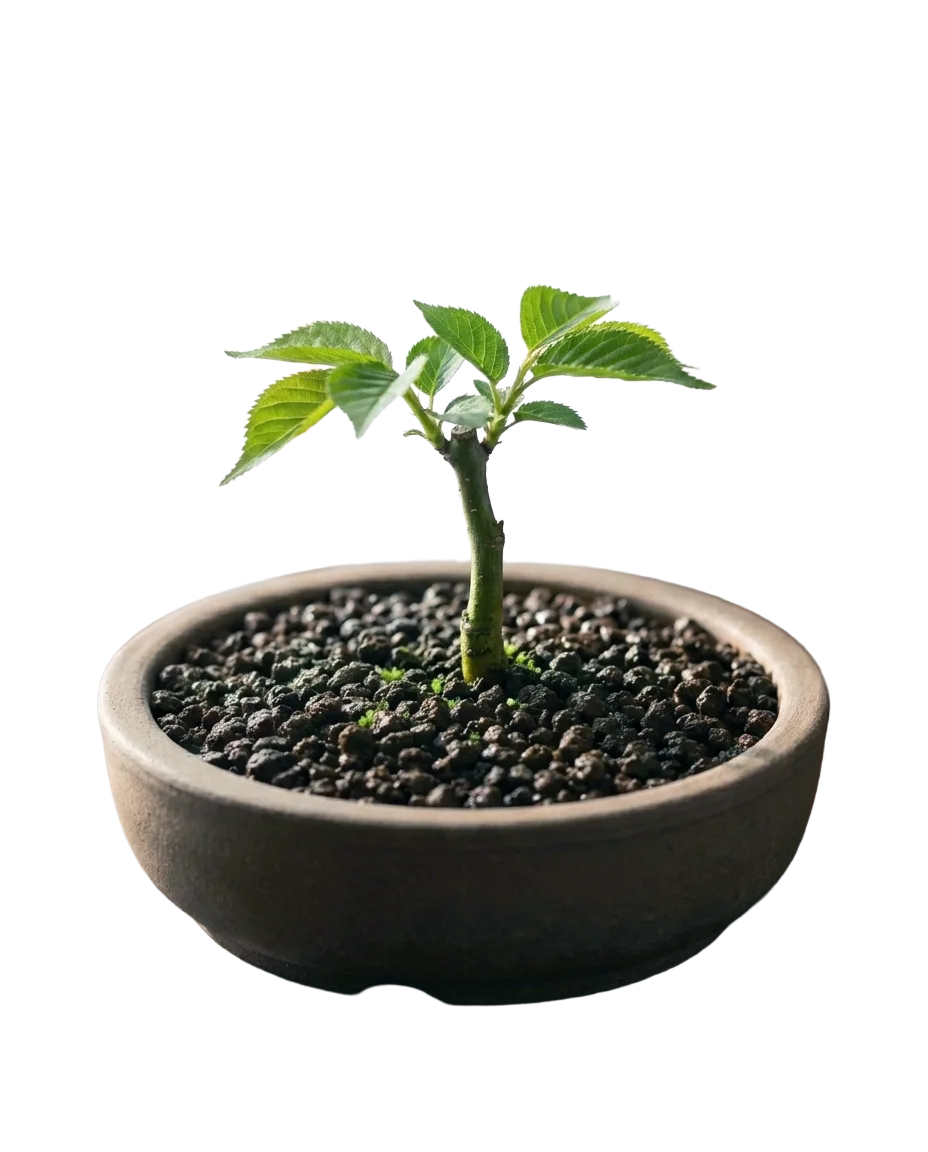 The Sapling - Tahap 3