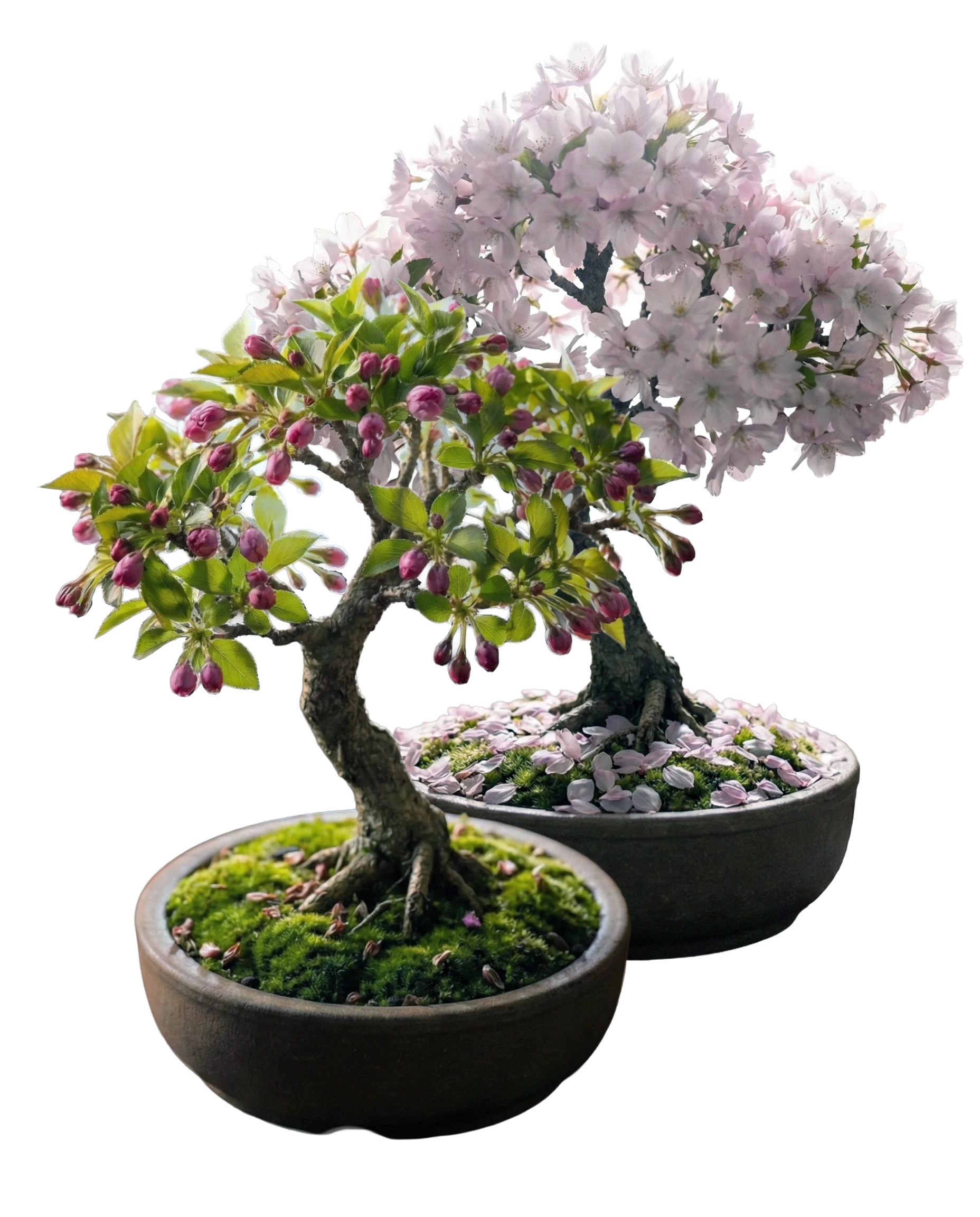 The Bloom - Vision of Fluency