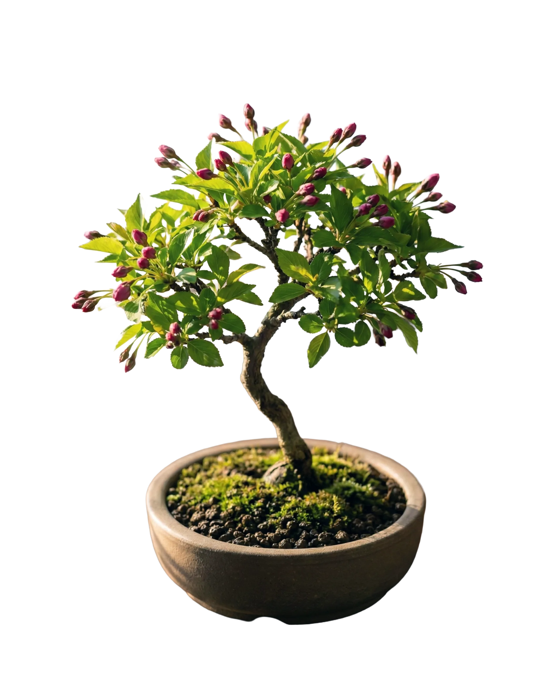 The Pre-Bloom - Tahap 4