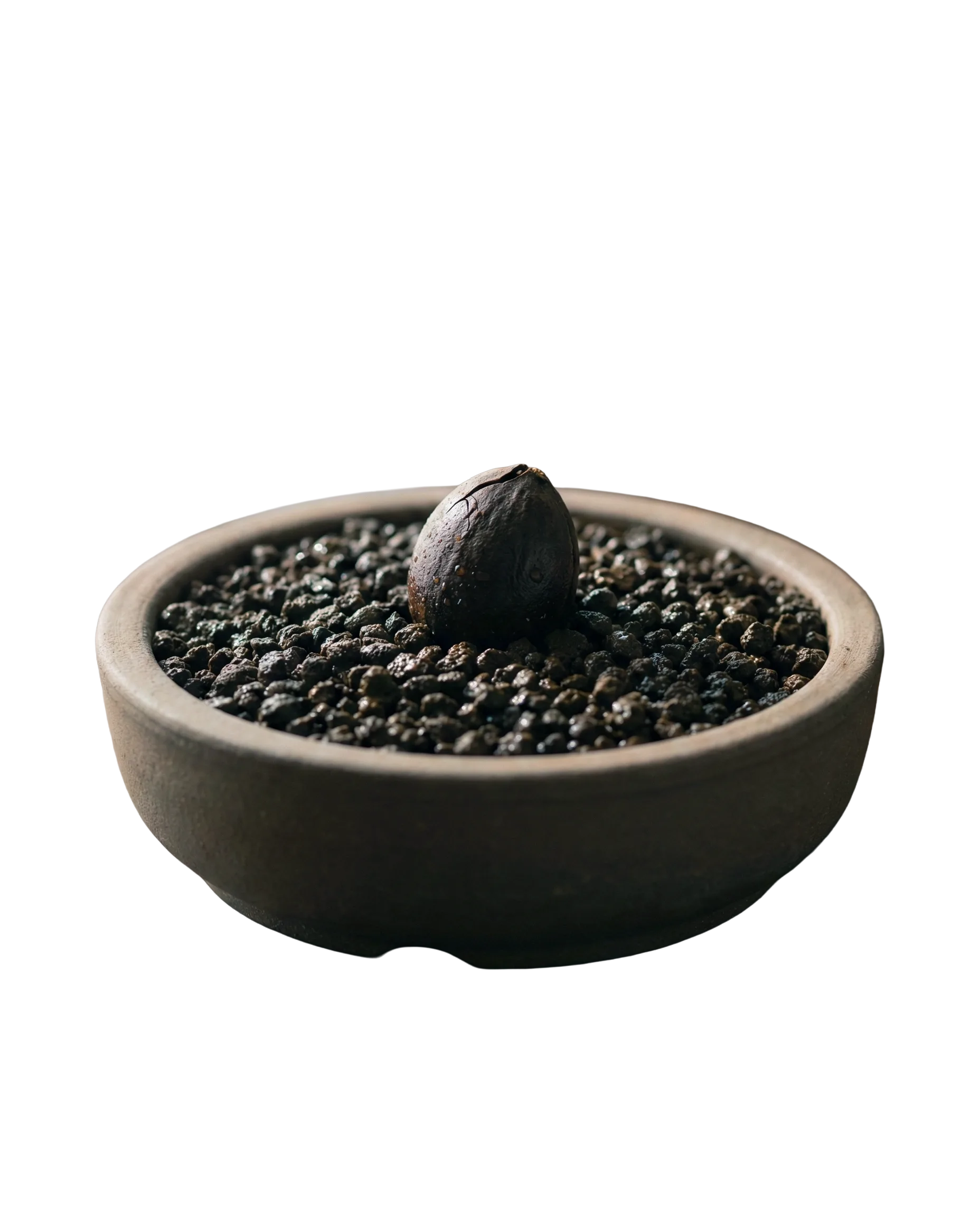 The Seed - Tahap 1