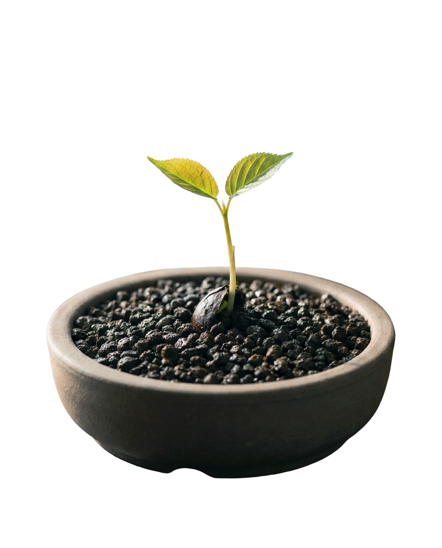 The Sprout - Tahap 2